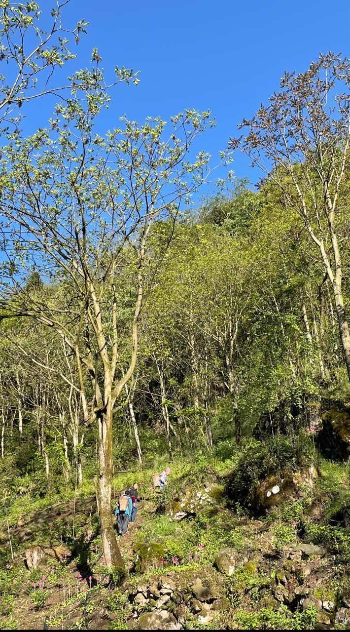 不带“老芽”出山 峨眉春菜直供成都盒区房