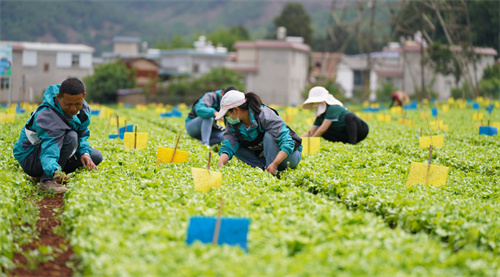 从盒马“高山夏菜”热卖，看商业与公益的可持续路径