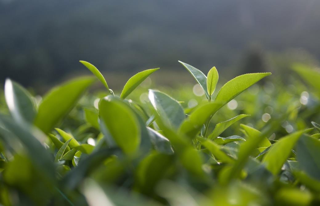 新茶饮上市潮突然刹车？茶饮们的上市路还能走顺吗？